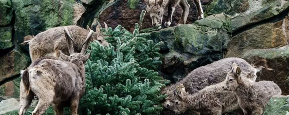 Berlin hayvanat bahçesindeki hayvanlar Noel ağaçlarıyla kendilerine ziyafet çekti