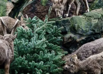 Berlin hayvanat bahçesindeki hayvanlar Noel ağaçlarıyla kendilerine ziyafet çekti