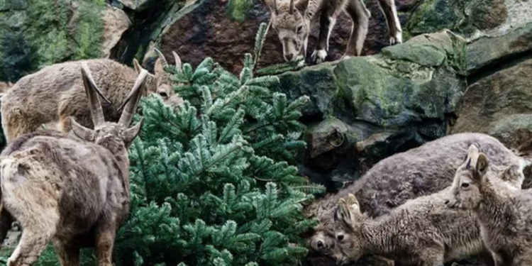 Berlin hayvanat bahçesindeki hayvanlar Noel ağaçlarıyla kendilerine ziyafet çekti