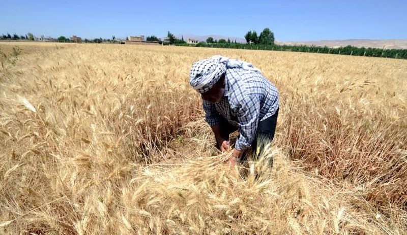 Buğday üretim maliyetleri çiftçiyi vurdu: Yüzde 70'i zararına satış yaptı