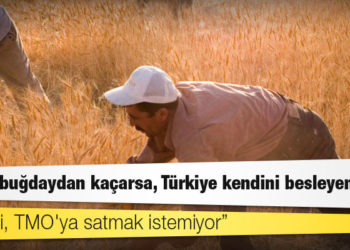 Buğday, yerli çiftçiden 2 bin 250 liraya, yabancıdan 385 dolara alınıyor; piyasaya 2 bin 700 liraya satılıyor