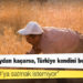 Buğday, yerli çiftçiden 2 bin 250 liraya, yabancıdan 385 dolara alınıyor; piyasaya 2 bin 700 liraya satılıyor