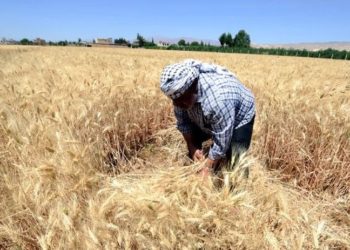Buğday üretim maliyetleri çiftçiyi vurdu: Yüzde 70'i zararına satış yaptı