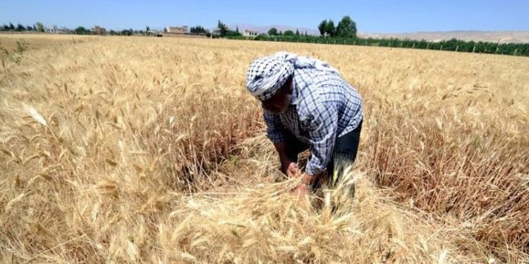 Buğday üretim maliyetleri çiftçiyi vurdu: Yüzde 70'i zararına satış yaptı