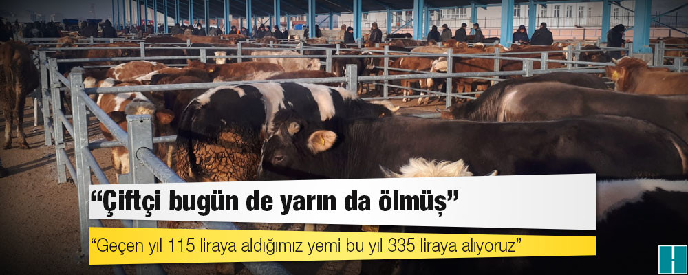 Dolardaki düşüş yem fiyatlarına yansımadı: 'Çiftçi bugün de yarın da ölmüş'