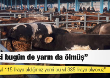 Dolardaki düşüş yem fiyatlarına yansımadı: 'Çiftçi bugün de yarın da ölmüş'