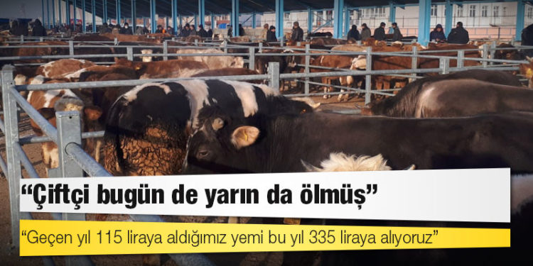 Dolardaki düşüş yem fiyatlarına yansımadı: 'Çiftçi bugün de yarın da ölmüş'