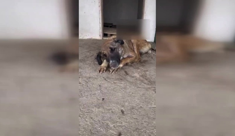 Erdoğan barınakları işaret etmişti, can çekişen köpeğin görüntüsü tepki çekti