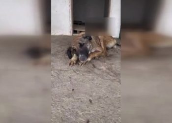 Erdoğan barınakları işaret etmişti, can çekişen köpeğin görüntüsü tepki çekti