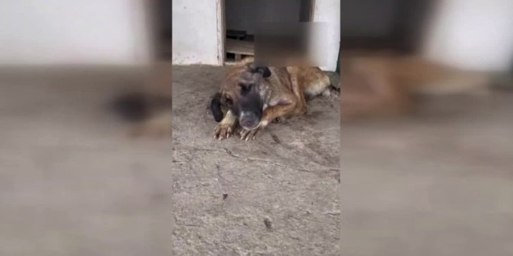 Erdoğan barınakları işaret etmişti, can çekişen köpeğin görüntüsü tepki çekti