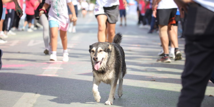 Erdoğan konuştu, Çevre Bakanlığı harekete geçti