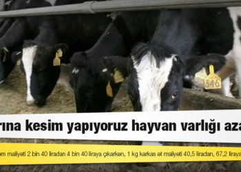Et konseyi: Satış fiyatları maliyetin altında, hayvan varlığı azaldı