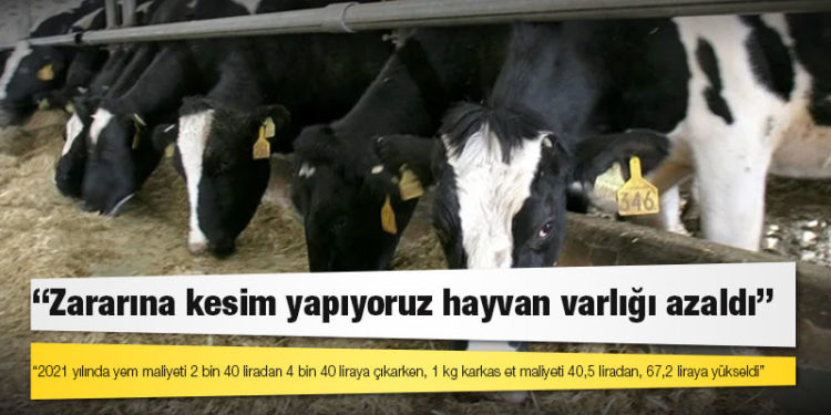 Et konseyi: Satış fiyatları maliyetin altında, hayvan varlığı azaldı