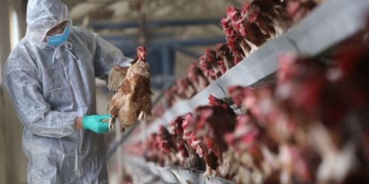 Fransa'da kuş gribi salgını: Çok sayıda kümes hayvanı itlaf edildi