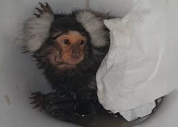 Galler'de maymununa kokain ikram edip üstüne sifon çeken kadına ceza