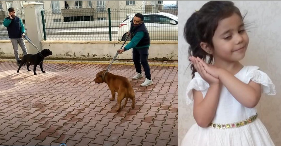 Gaziantep’te pitbull saldırısı: 6 kişiden 3’ü tutuklandı