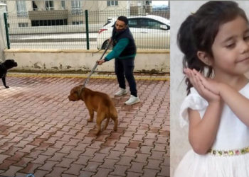 Gaziantep’te pitbull saldırısı: 6 kişiden 3’ü tutuklandı