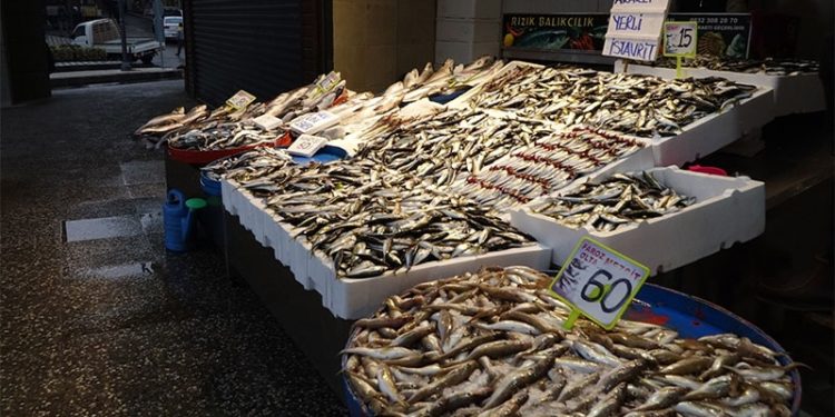 Hamsi soğuk sulara göçtü, fiyatı 6 kat arttı