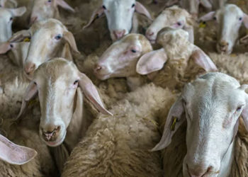 Katar’a koyun ihracatını değerlendiren kasaplar: Bayrama kesecek hayvan bulunmayacak