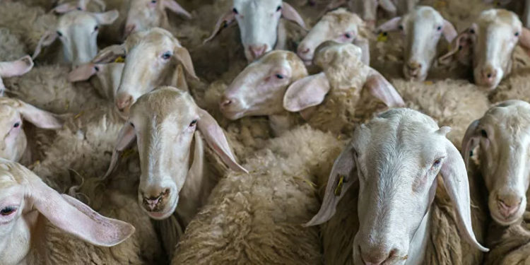 Katar’a koyun ihracatını değerlendiren kasaplar: Bayrama kesecek hayvan bulunmayacak