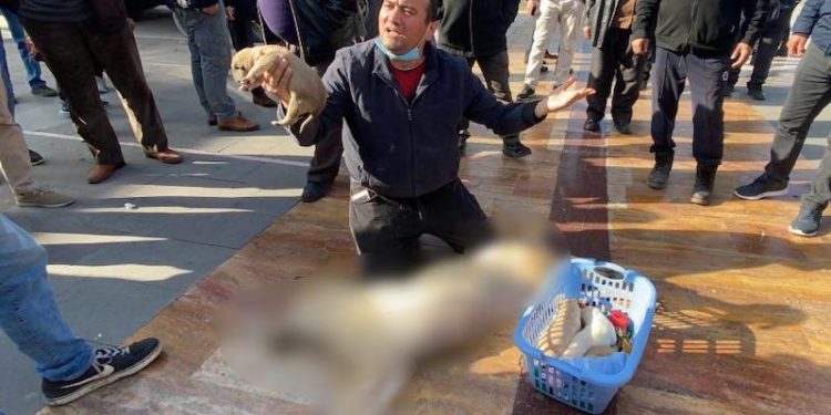 Katledilen köpeğin cansız bedeniyle valilik önünde eylem yapan yurttaş gözaltına alındı