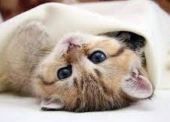 Kedi ölümlerinin şüphelisi serbest bırakıldı