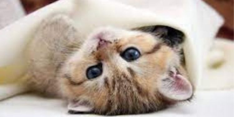 Kedi ölümlerinin şüphelisi serbest bırakıldı