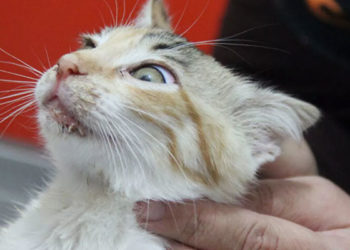 Kedilerde viral hastalıklar arttı: 'Dolar kurunun artmasıyla aşı temin edilemedi'