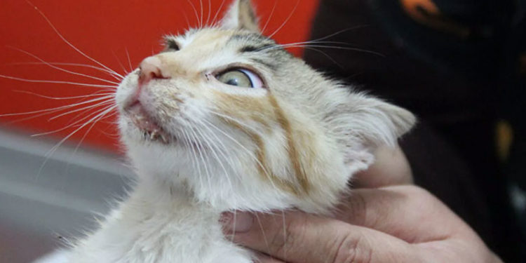 Kedilerde viral hastalıklar arttı: 'Dolar kurunun artmasıyla aşı temin edilemedi'