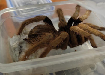 Kolombiya'dan 230'dan fazla tarantula, onlarca hamam böceği ve bir akrep kaçırırken yakalandılar!