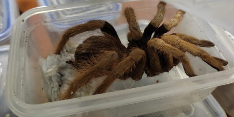 Kolombiya'dan 230'dan fazla tarantula, onlarca hamam böceği ve bir akrep kaçırırken yakalandılar!