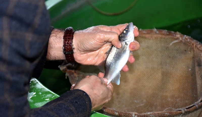 Levreklerde ölümcül hastalık türü saptandı