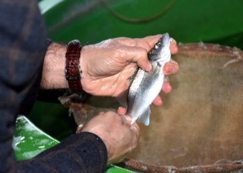 Levreklerde ölümcül hastalık türü saptandı
