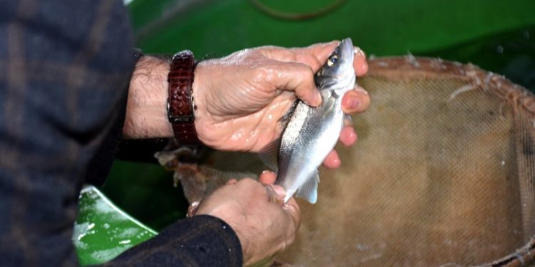Levreklerde ölümcül hastalık türü saptandı