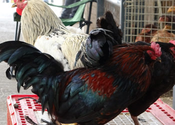 Markette tavuk fiyatı tavan yaptı, vatandaş canlısına yöneldi