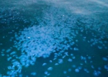 Marmara'da denizanası istilası: Kirliliğin devam ettiğine işaret...