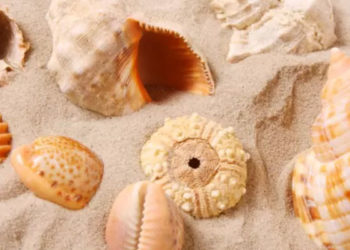 Mauritius neden deniz kabuklarını kaybediyor?