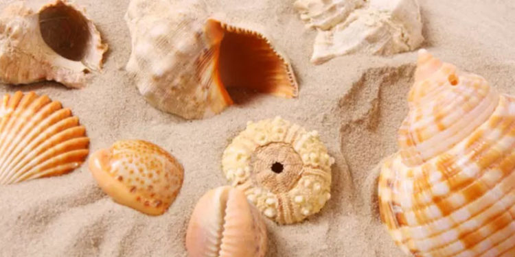 Mauritius neden deniz kabuklarını kaybediyor?