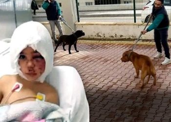 Pitbull saldırısına uğrayan Asiye’nin babasını, köpeklerin sahibi işten attı