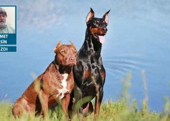 Pitbull'a karşı itbu...