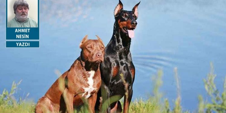 Pitbull'a karşı itbu...