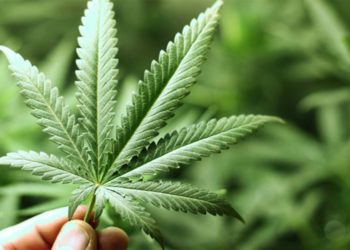 San Francisco, uyuşturucu satıcılarıyla mücadele için yasal satış yapan dükkanlardan 'esrar vergisi' almayacak