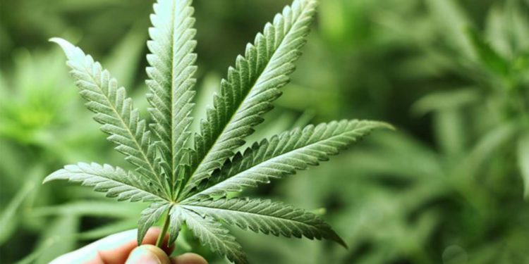 San Francisco, uyuşturucu satıcılarıyla mücadele için yasal satış yapan dükkanlardan 'esrar vergisi' almayacak