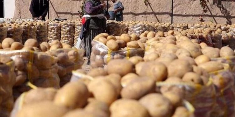 Sofrada lüks haline geldi: Böyle giderse patates soğan ithalatı başlayacak