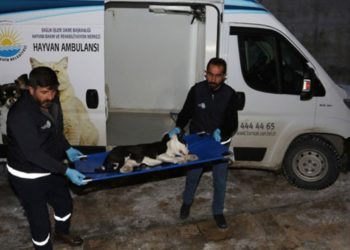 Son 3 günde 5 pitbull cinsi köpek sokağa terk edildi