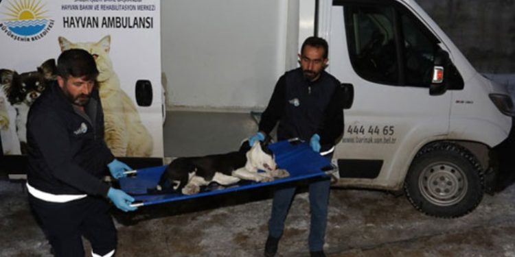 Son 3 günde 5 pitbull cinsi köpek sokağa terk edildi