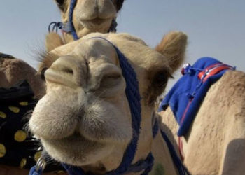 Suudi Arabistan'da deve güzellik yarışmasında botokslu ve estetikli hayvanlar diskalifiye edildi