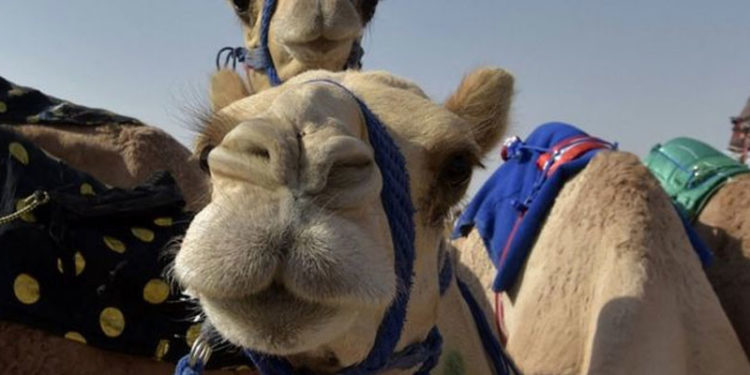 Suudi Arabistan'da deve güzellik yarışmasında botokslu ve estetikli hayvanlar diskalifiye edildi