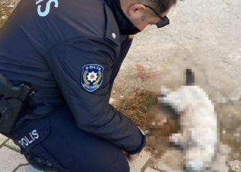 Vahşet: Kayıp kedilerden biri patileri kesilmiş halde ölü bulundu