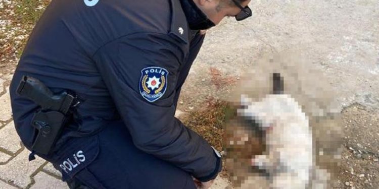 Vahşet: Kayıp kedilerden biri patileri kesilmiş halde ölü bulundu